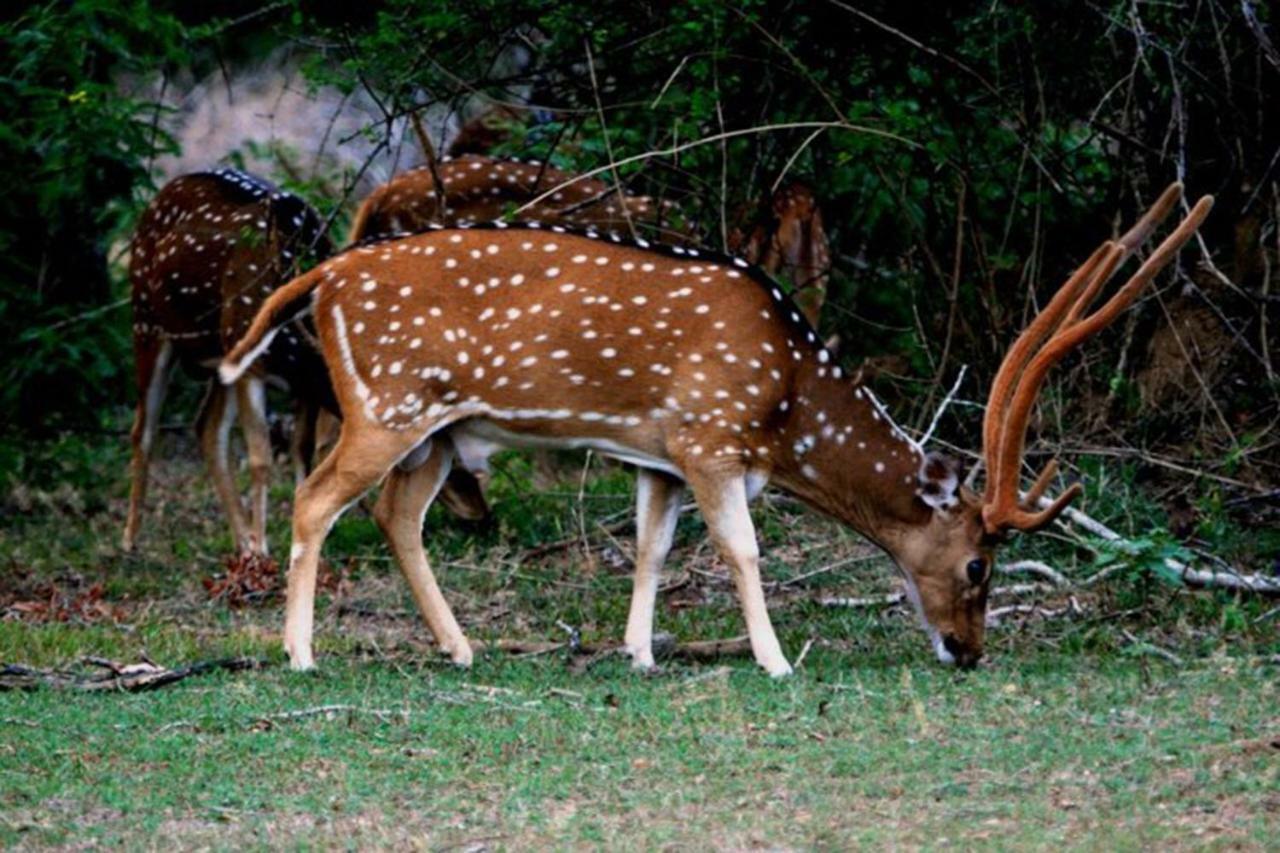 Dimuthu Homestay Удавалаве Экстерьер фото