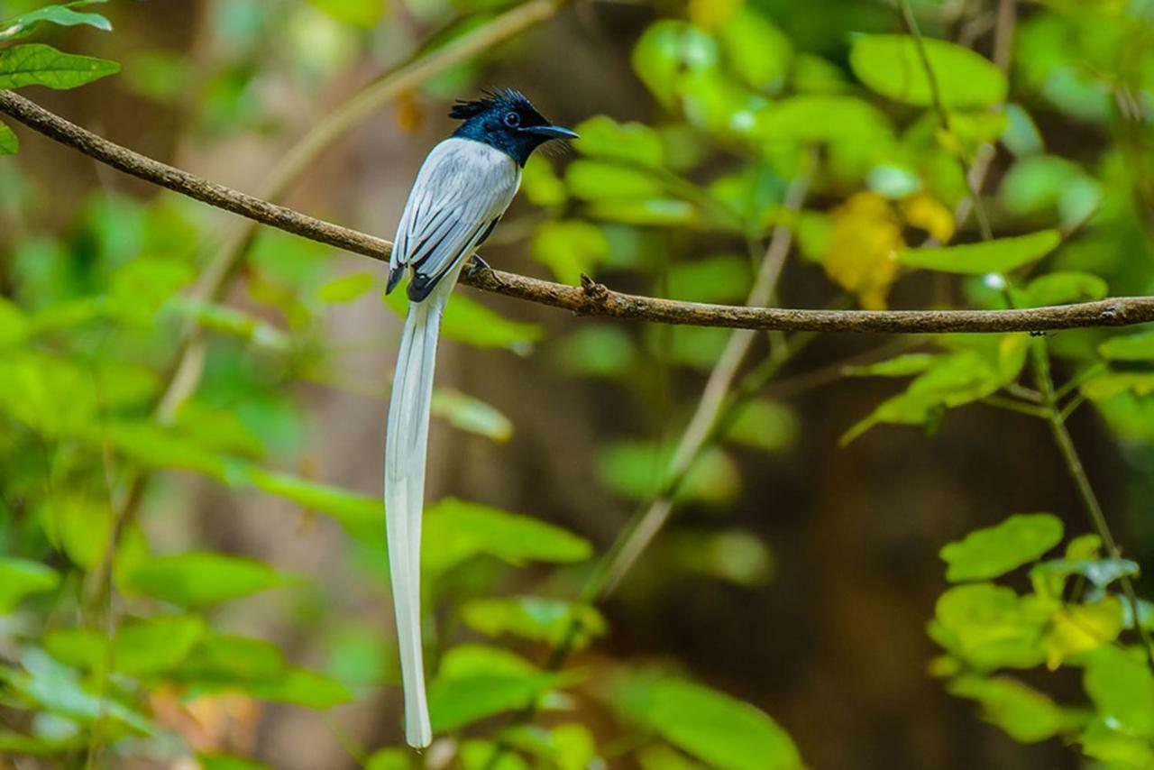 Dimuthu Homestay Удавалаве Экстерьер фото