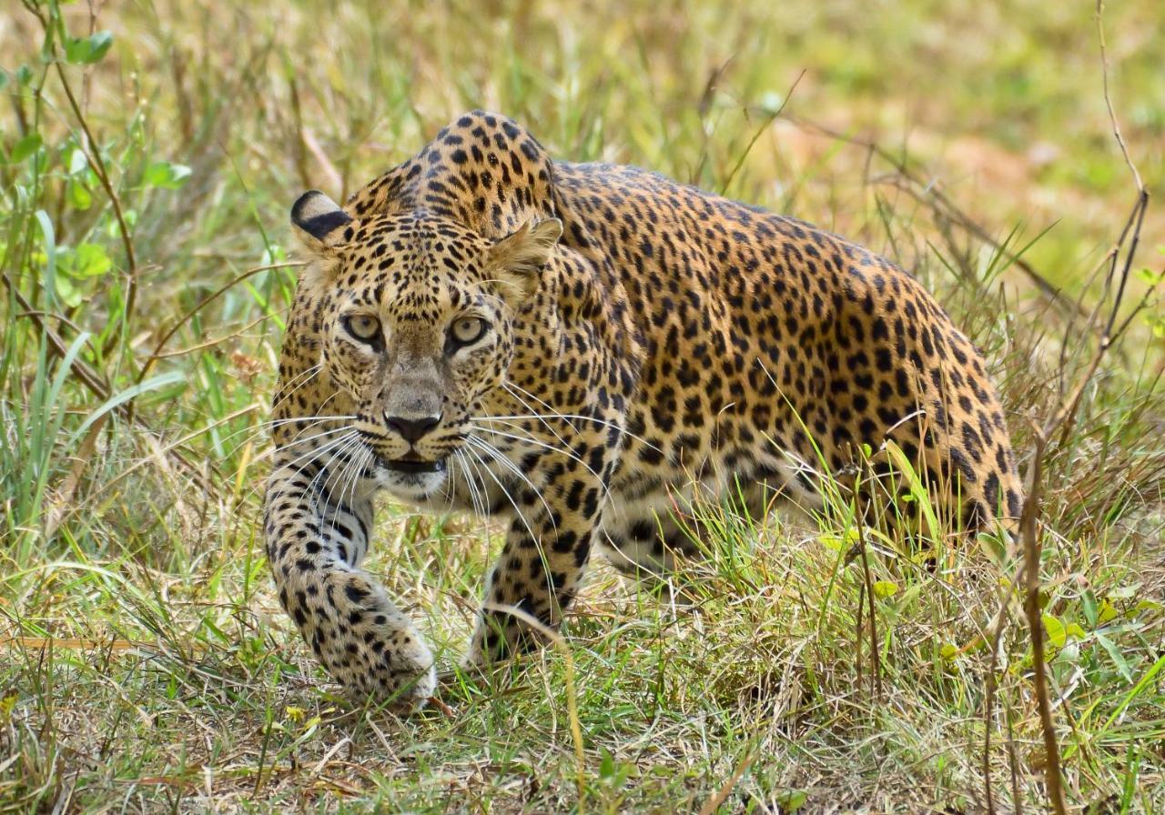 Dimuthu Homestay Удавалаве Экстерьер фото