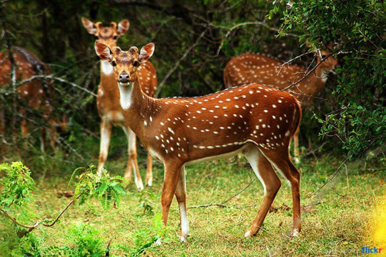 Dimuthu Homestay Удавалаве Экстерьер фото